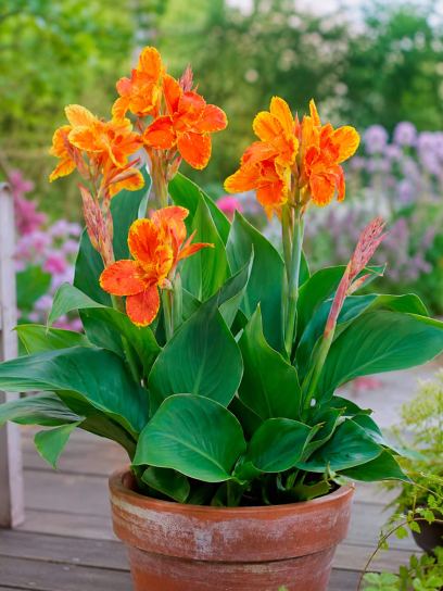 Canna "Taroundant"