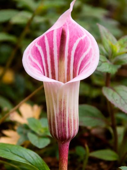 Arisaema candidissimum