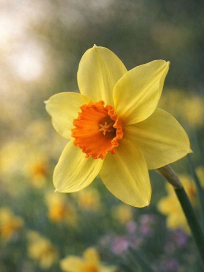 Narcissus "Fortissimo"