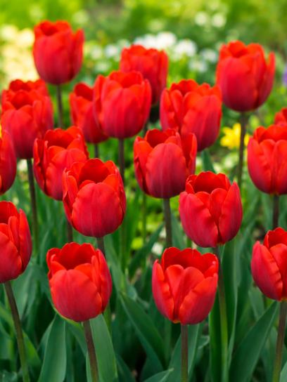 Tulipa "Couleur Cardinal"