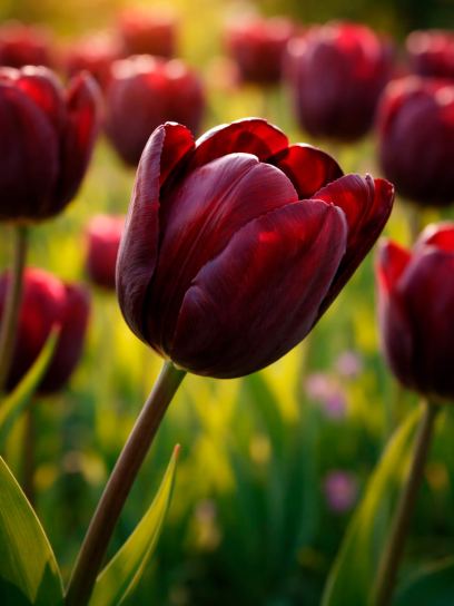 Tulp "Continental"