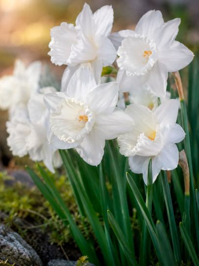 Narcis "White Plume"