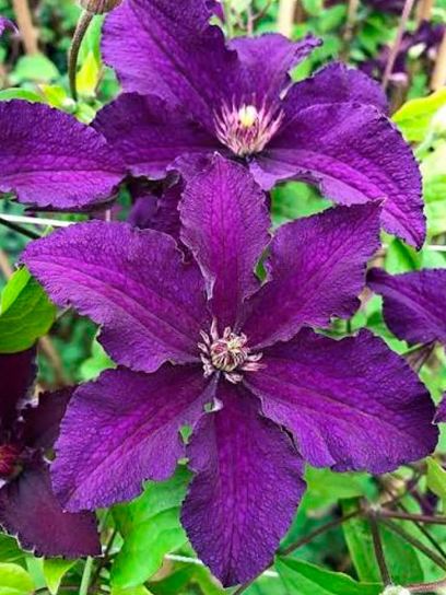 Clematis "Rasputin" container (C2)