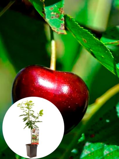 Sweet Cherry "Regina" container (P18)