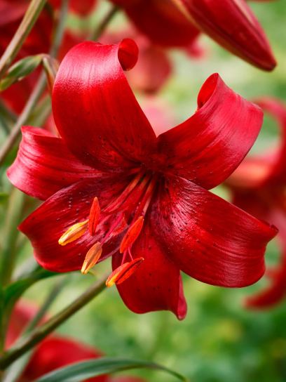 Lilium "Red Velvet"