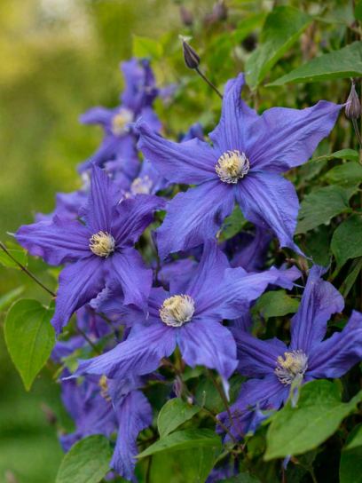 Clematis "Durandii" container (P14)