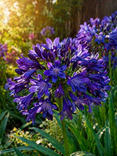 Agapanthus "Midnight Sky"