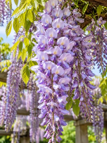 Wisteria ‘Prolific’