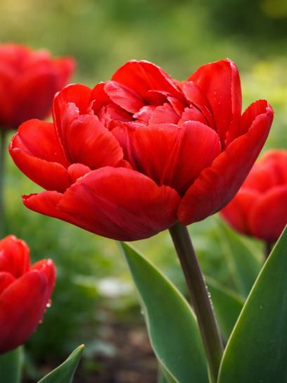 Tulip "Red Princess"