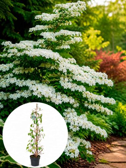 Viburnum plicatum "Kilimandjaro" ® container (Р29)