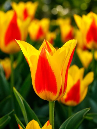 Tulipa "Stresa"