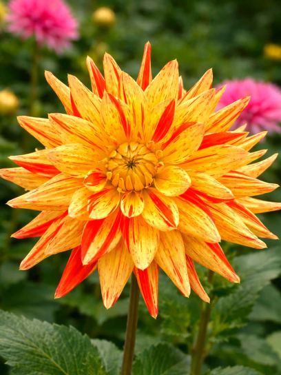 Dahlia "Striped Vulcan"