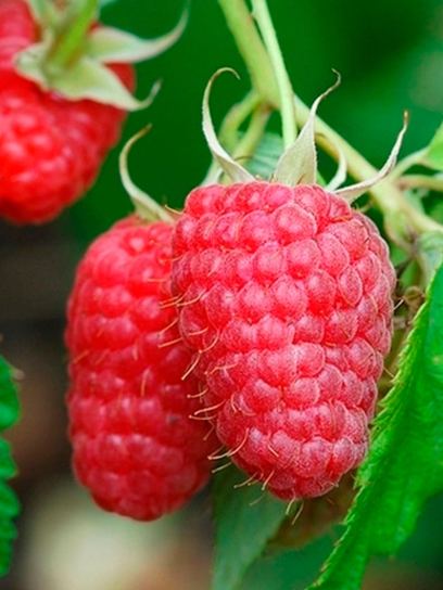 Raspberry "Aroma-Queen" container (C2)