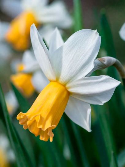 Narcissus "Winter Waltz"