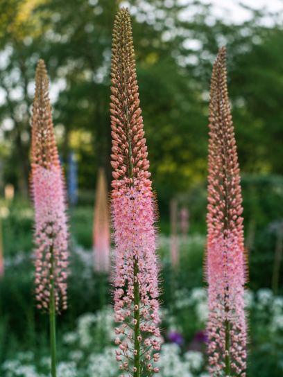 Eremurus "Romance"