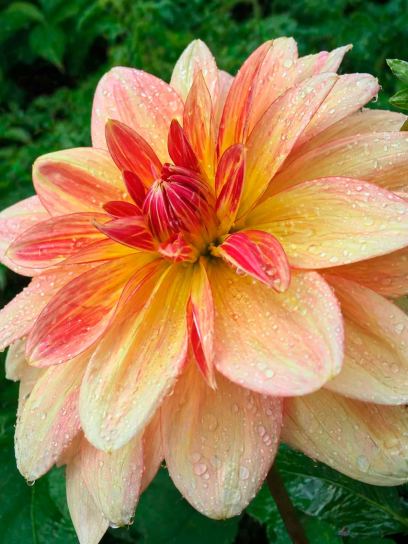 Dahlia "Happy Butterfly"