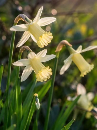 Narcissus "Elka"