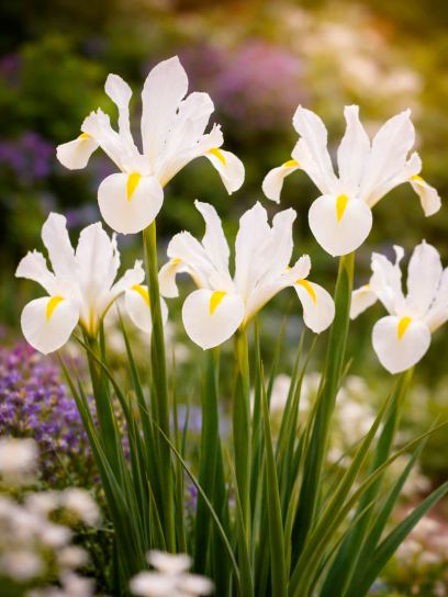 Iris hollandica "White Magic"