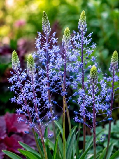 Scilla hyacinthoides "Blue Arrow"