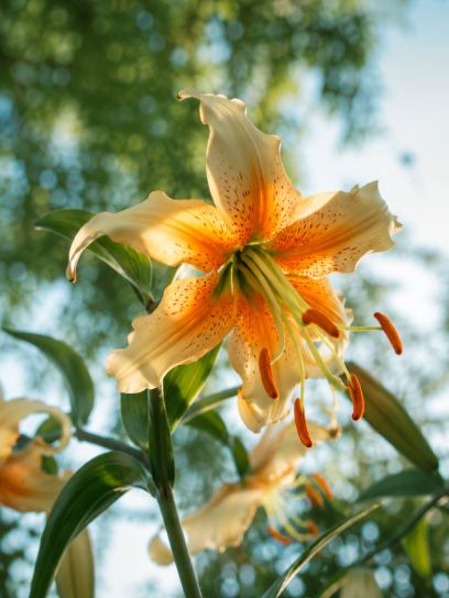Lilium "Lady Alice"