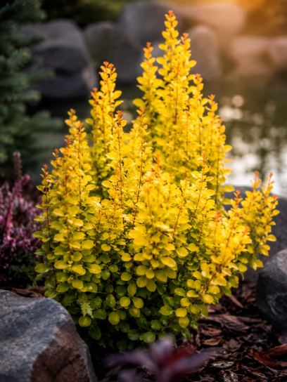 Berberis thunbergii "Maria" (S)