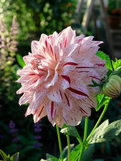 Dahlia "Prince Valiant"