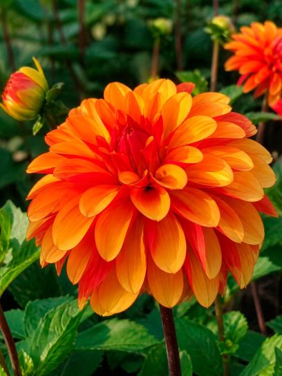Dahlia "Japlou" Organic