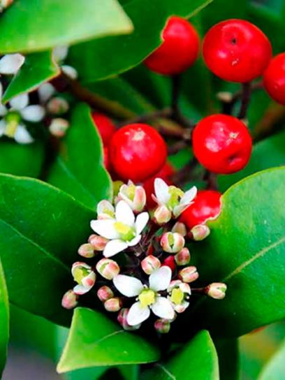 Skimmia "Reevesiana" container (C2)