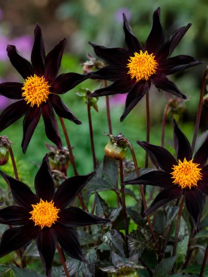 Dahlia "Verrone's Obsidian"