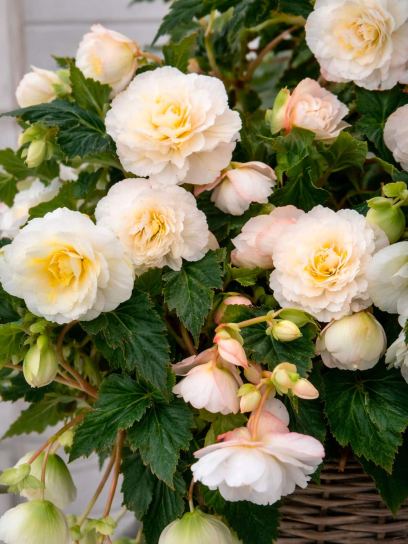 Begonia "Cascade Odorosa White Blush"