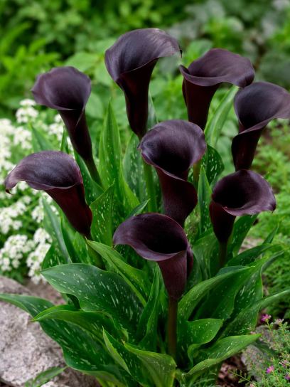Zantedeschia "Odessa"
