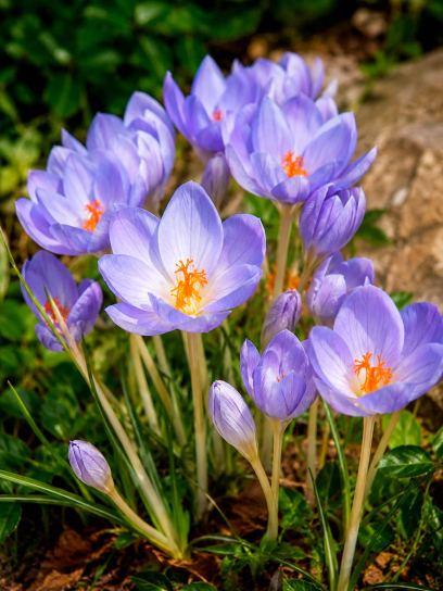 Crocus speciosus ssp. speciosus