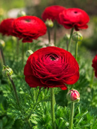 Ranunculus ELEGANCE "Rosso"