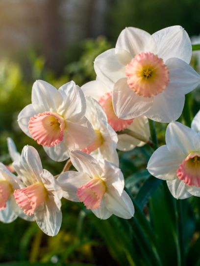 Narcissus "Rimski"