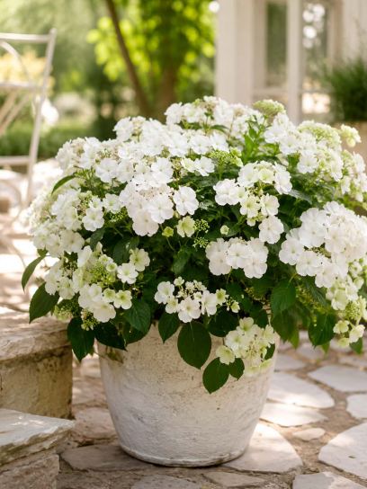 Hortensia macrophylla "Runaway Bride" ®