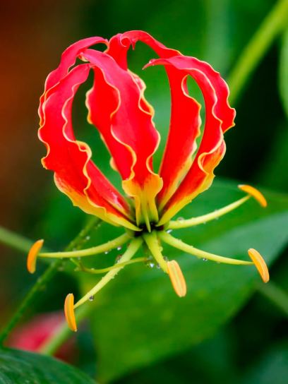 Gloriosa superba