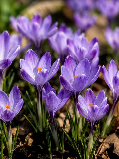 Crocus tommasinianus "Rudy Light"