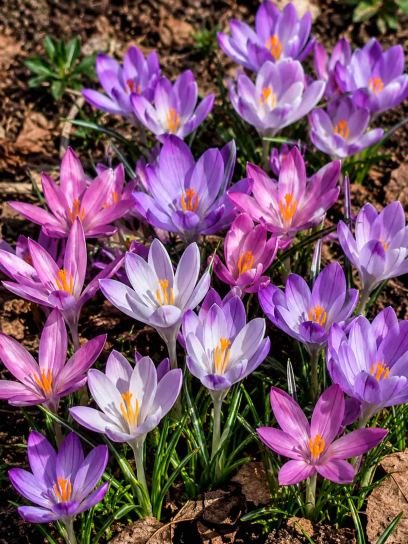 Crocus tommasinianus -mix-