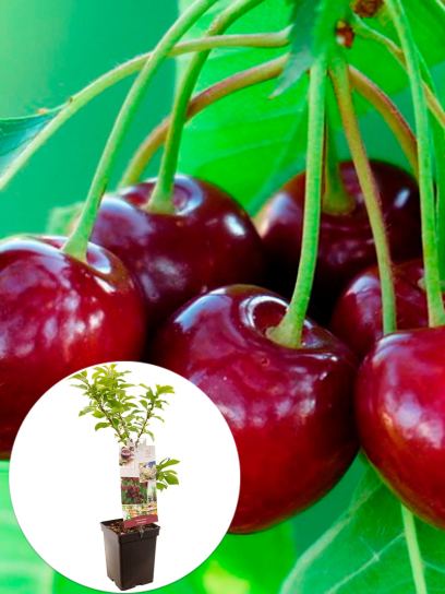 Sweet Cherry container (P18)