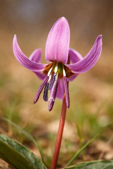 Erythronium dens-canis