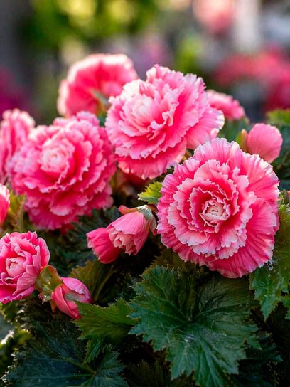 Begonia "Camelia"