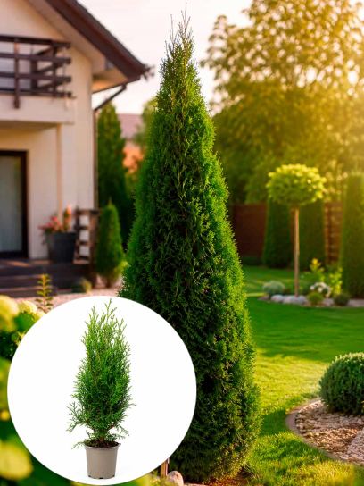 Thuja occidentalis `Smaragd` Container (P11)