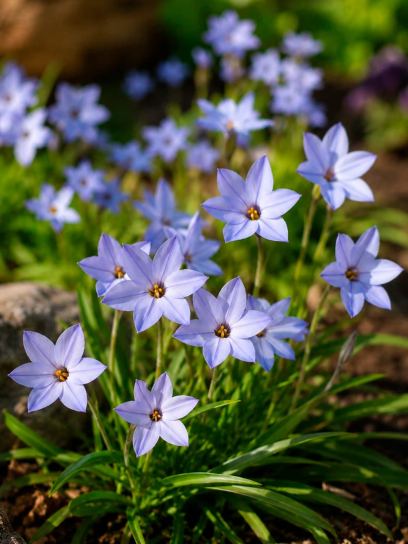 Ipheion uniflorum "Wisley Blue"