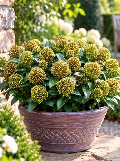 Skimmia ‘White Dwarf’ (Japanese)