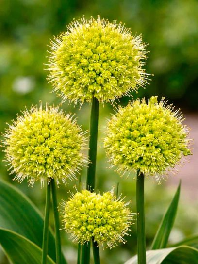 Allium obliquum