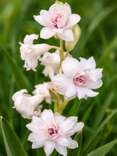 Hyacinthus "Gloria Mundi"