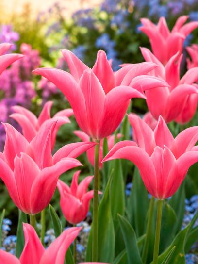 Tulipa "Mariette"