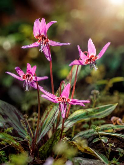 Erythronium dens-canis "Rose Queen"