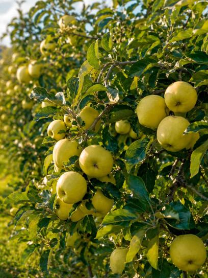 Jabłoń "Golden Delicious" pojemnik (P9)