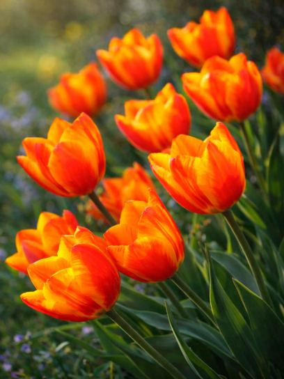 Tulip "Flair"